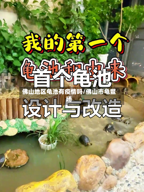 佛山地区龟池有疫情吗/佛山市龟鳖场-第2张图片