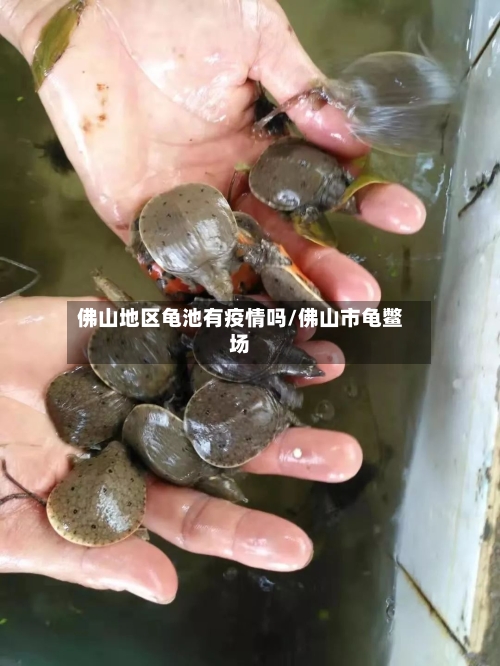 佛山地区龟池有疫情吗/佛山市龟鳖场